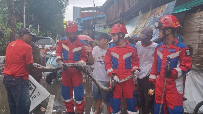 Damkar Jakut mengevakuasi seekor ular sanca yang memangsa bebek milik warga di Pademangan