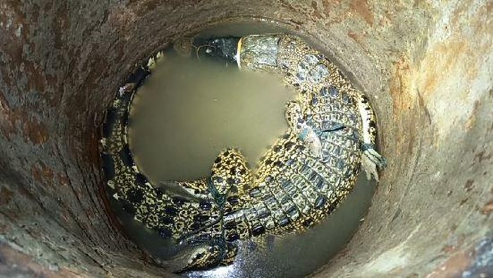 Evakuasi Buaya Sepanjang 1,5 Meter