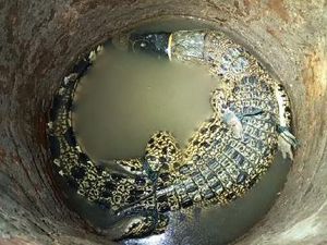 Dramatisnya Usaha Pemancing-Kades Pacitan Evakuasi Buaya Sepanjang 1,5 Meter