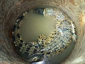 Dramatisnya Usaha Pemancing-Kades Pacitan Evakuasi Buaya Sepanjang 1,5 Meter