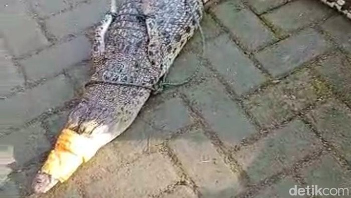 Penemuan Buaya 1,5 Meter Gemparkan Warga Pacitan