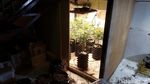 Penampakan Kebun Ganja Mini dalam Rumah di Bandung