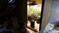 Polisi masih melakukan penyelidikan apakah ganja ini dijual atau dikonsumsi oleh terduga pelaku.