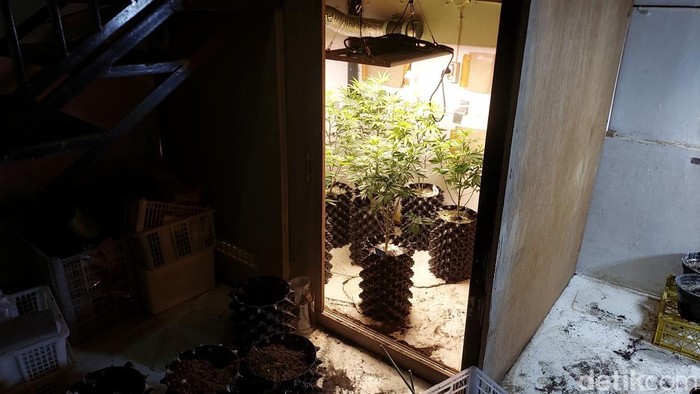 Penghuni rumah di Cilengkrang Bandung tanam ganja.