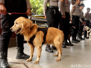 Sahabat Sehidup Semisi, Kisah Kesetiaan Polisi Satwa dan Anjing Pelacak