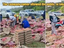 Truk Bawa 78 Ribu Telur Terguling, Pemilik Izinkan Warga Ambil Telur Gratis