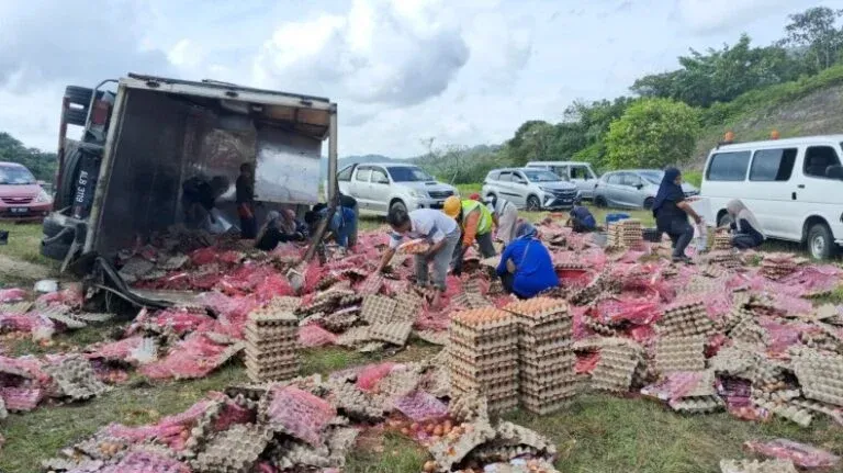 Truk Bawa 78 Ribu Telur Terguling, Pemilik Izinkan Warga Ambil Telur Gratis