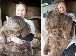 Wow! Kumpulan Hewan Ini Memiliki Ukuran Tubuh Raksasa