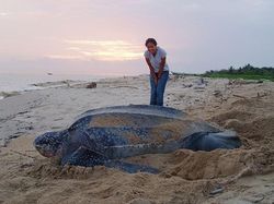 Wow! Kumpulan Hewan Ini Memiliki Ukuran Tubuh Raksasa