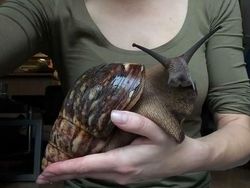 Wow! Kumpulan Hewan Ini Memiliki Ukuran Tubuh Raksasa