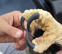 Wow! Kumpulan Hewan Ini Memiliki Ukuran Tubuh Raksasa