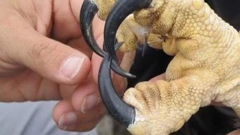 Perbandingan jari burung elang dengan jari manusia. Foto: Boredpanda  