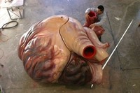 Wow! Kumpulan Hewan Ini Memiliki Ukuran Tubuh Raksasa