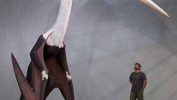 Model Quetzalcoatlus northropi salah satu spesies dinosaurus terbang terbesar yang pernah ada. Disandingkan dengan pria yang memiliki tingi 180 cm.  Foto: Boredpanda  