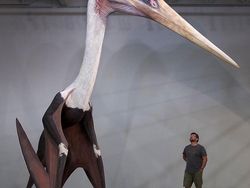 Wow! Kumpulan Hewan Ini Memiliki Ukuran Tubuh Raksasa