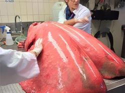 Wow! Kumpulan Hewan Ini Memiliki Ukuran Tubuh Raksasa