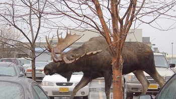Moose, rusa raksasa dari Kanada. Foto: Boredpanda  