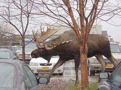 Wow! Kumpulan Hewan Ini Memiliki Ukuran Tubuh Raksasa