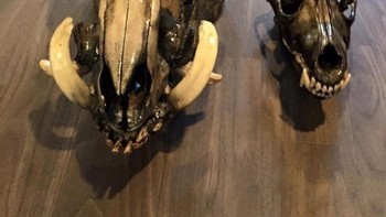 Tengkorak babi hutan dibandingkan dengan tengkorak serigala dewaasa. Foto: Boredpanda  