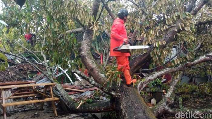 BPBD Ciamis. Pohon tumbang di wilayah Kecamatan Cijeungjing, Kabupaten Ciamis, menimpa rumah warga usai diterjang cuaca ekstrem.