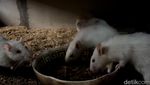 Budidaya Tikus Putih di Mojokerto