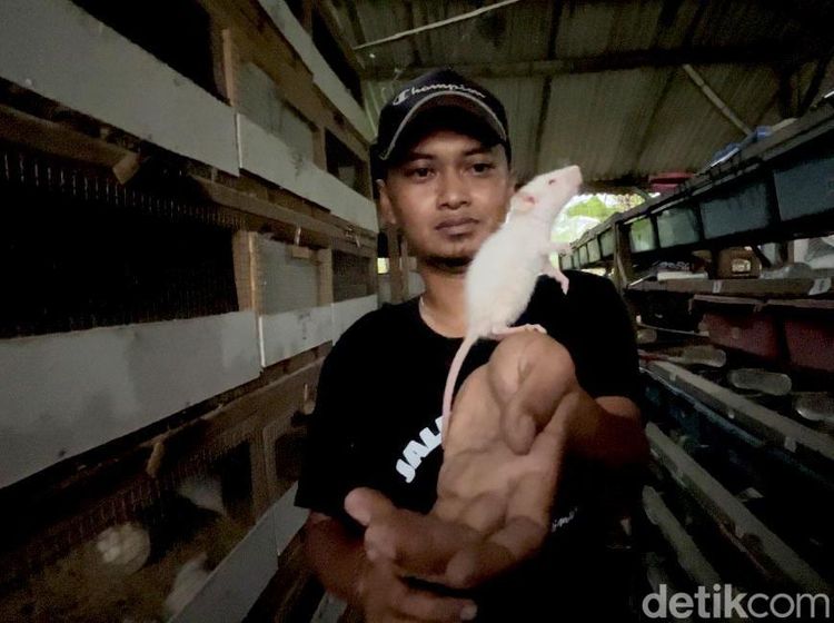 Budidaya Tikus Putih di Mojokerto