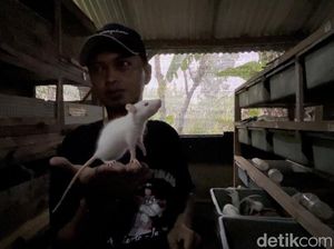 Video Cerita Banting Setir Karyawan Swasta Jadi Peternak Tikus Putih