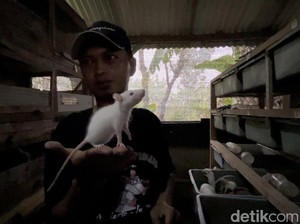 Video Cerita Banting Setir Karyawan Swasta Jadi Peternak Tikus Putih