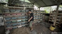 Kandang tikus di Dusun Banyu Urip, Desa Mojorejo, Pungging, Mojokerto ini sangat sederhana. Sebab, masih berlantai tanah dengan atap asbes. Seluruh dindingnya dilapisi jaring untuk menghalau ular dan biawak.