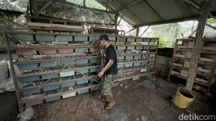 Budidaya tikus putih di Mojokerto