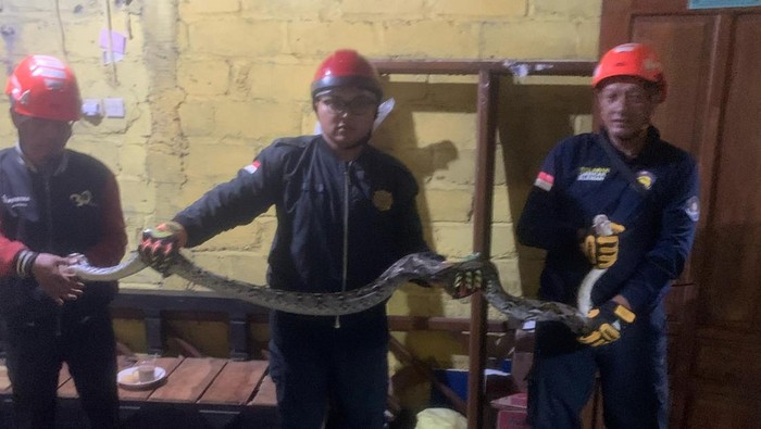 Damkarmat Sleman mengevakuasi ular sanca kembang dengan panjang 3 meter yang masuk ke warung warga di Kalasan, Sleman, Minggu (23/2/2025) dini hari.