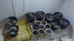Penampakan Kebun Ganja Mini dalam Rumah di Bandung