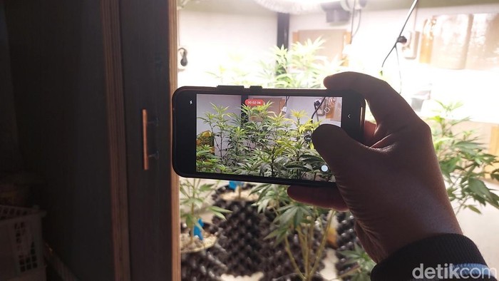 'Kebun Ganja' mini di Bandung