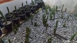 Penampakan Kebun Ganja Mini dalam Rumah di Bandung