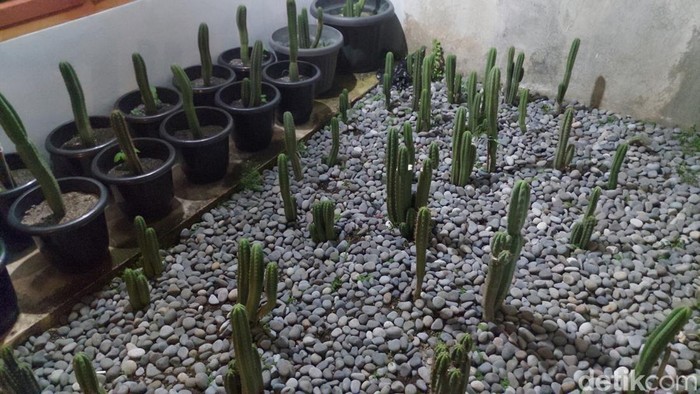 'Kebun Ganja' mini di Bandung 'Kebun Ganja' mini di Bandung