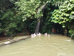Terletak di Desa Angseri, Kecamatan Baturiti, Kabupaten Tabanan, Bali, objek wisata ini menyuguhkan pengalaman relaksasi yang berbeda dengan latar hutan hijau yang masih asri.