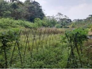 Lahan Sitaan 1,6 Hektare Milik Benny Tjokro Dilelang, Laku Rp 600 Juta