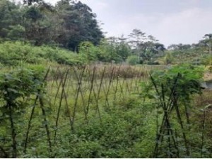 Lahan Sitaan 1,6 Hektare Milik Benny Tjokro Dilelang, Laku Rp 600 Juta