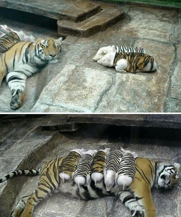 Ada saja kelakuan hewan-hewan ini. Mulai dari yang lucu, aneh, dan menggemaskan. Berikut foto-fotonya.