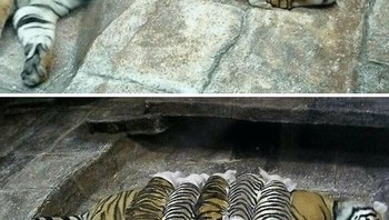 Bentar deh kayaknya tampilan anaknya si harimau beda ya. Foto: (Bored Panda).