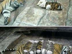 Foto-foto Hewan Ini Lucu Banget, Ada Aja Kelakuannya