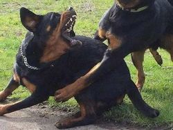 Foto-foto Hewan Ini Lucu Banget, Ada Aja Kelakuannya