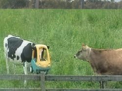 Foto-foto Hewan Ini Lucu Banget, Ada Aja Kelakuannya