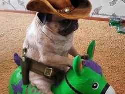 Foto-foto Hewan Ini Lucu Banget, Ada Aja Kelakuannya