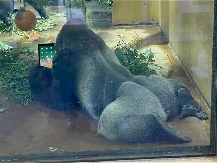 Ada saja kelakuan hewan-hewan ini. Mulai dari yang lucu, aneh, dan menggemaskan. Berikut foto-fotonya.
