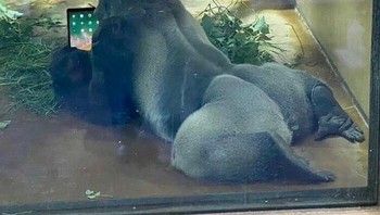 Kita lagi santai kawan. Foto: (Bored Panda).