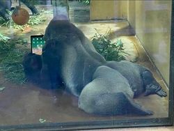 Foto-foto Hewan Ini Lucu Banget, Ada Aja Kelakuannya