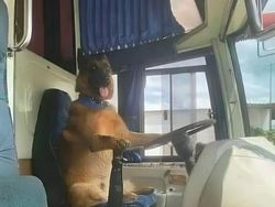 Foto-foto Hewan Ini Lucu Banget, Ada Aja Kelakuannya