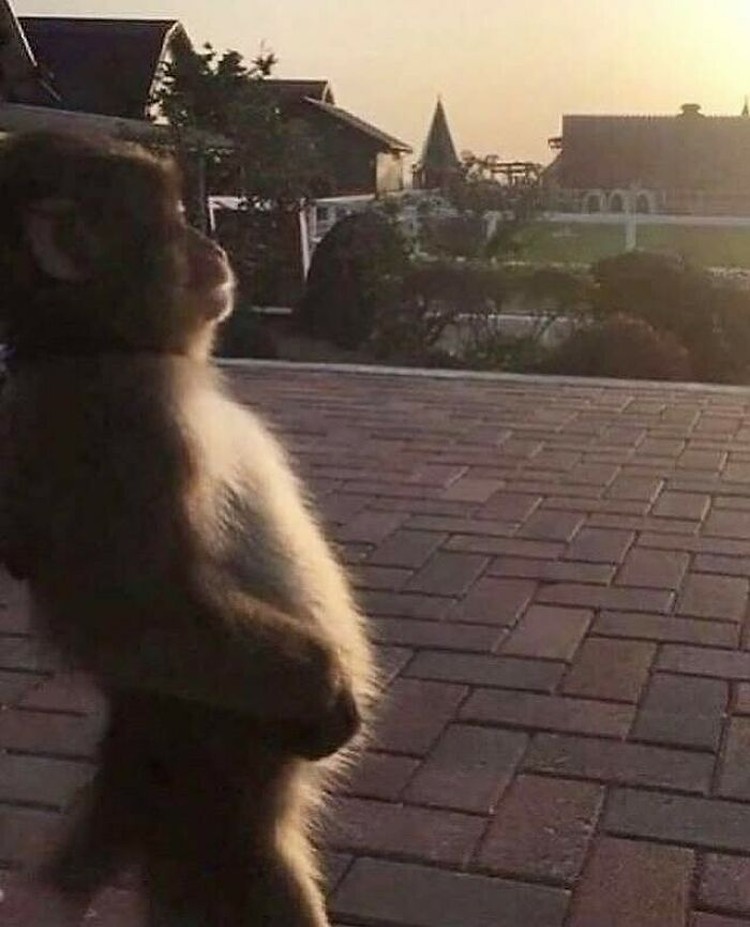 Lihat Deh! Foto-foto Hewan Ini Lucu Banget Lho, Ada Aja Kelakuannya Ada saja kelakuan hewan-hewan ini. Mulai dari yang lucu, aneh, dan menggemaskan. Berikut foto-fotonya.