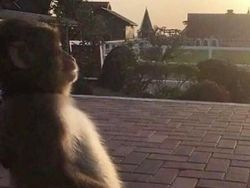 Foto-foto Hewan Ini Lucu Banget, Ada Aja Kelakuannya